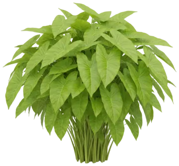 Lime Zinger cut-out illustration