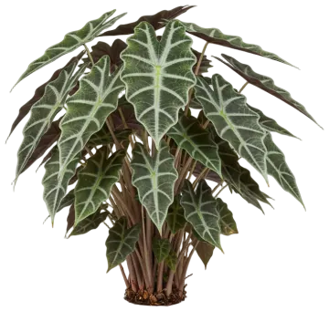 Alocasia Polly cut-out illustration