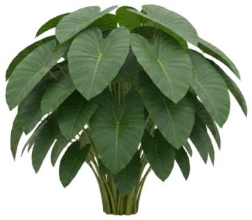 Elephant Ear cut-out illustration