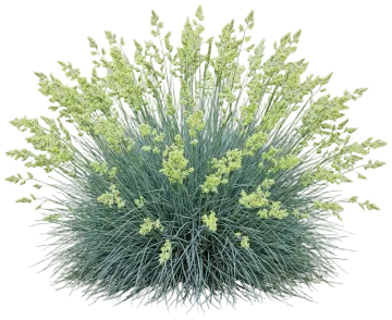 Elijah Blue Fescue Grass cut-out illustration