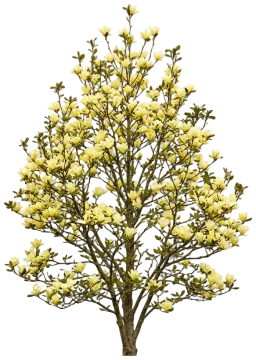 Elizabeth Magnolia cut-out illustration