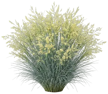 Elliott's Lovegrass cut-out illustration