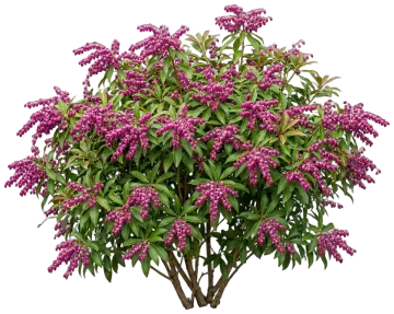 Enchanted Forest Gay Goblin Pieris cut-out illustration