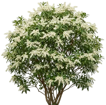 Enchanted Forest River Run Pieris cut-out illustration