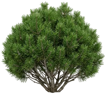 Enci Mugo Pine cut-out illustration