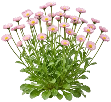 English Daisy cut-out illustration