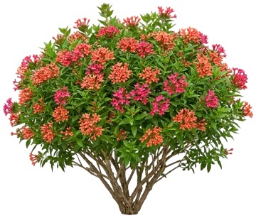 Estrellita Little Star Firecracker Bush cut-out illustration