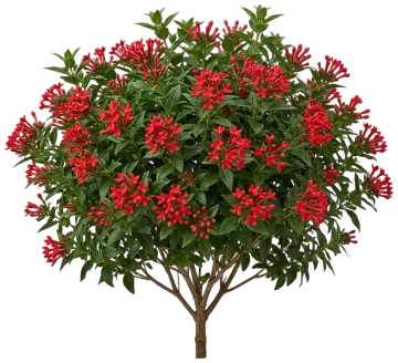 Estrellita Scarlet Firecracker Bush cut-out illustration