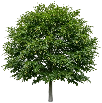 European Beech cut-out illustration