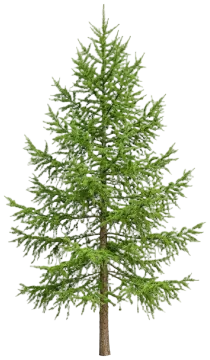European Larch cut-out illustration