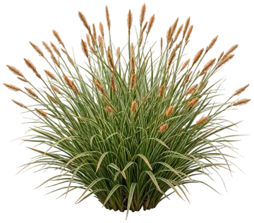 Everglow Sedge cut-out illustration