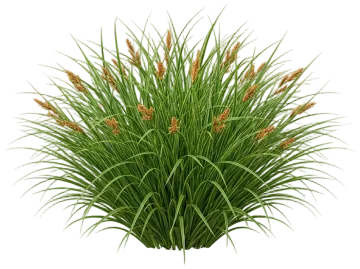 Everlime Sedge cut-out illustration