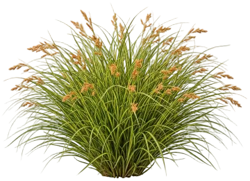 Everoro Sedge cut-out illustration