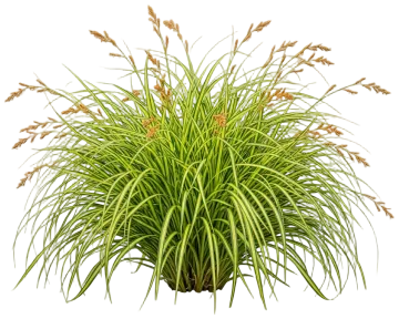 Eversheen Sedge cut-out illustration