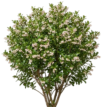 Evergreen Huckleberry cut-out illustration