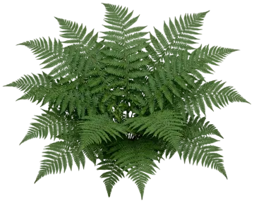 Evergreen Wood Fern cut-out illustration