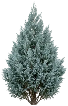 Boulevard False Cypress cut-out illustration