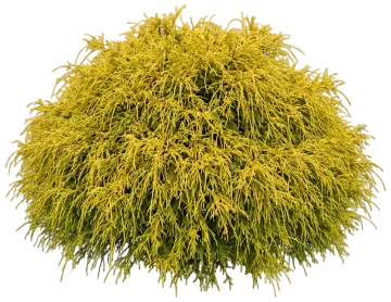 Golden Mop False Cypress cut-out illustration