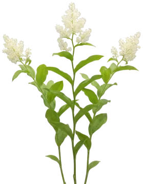 False Solomon's Seal cut-out illustration