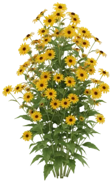 False Sunflower cut-out illustration