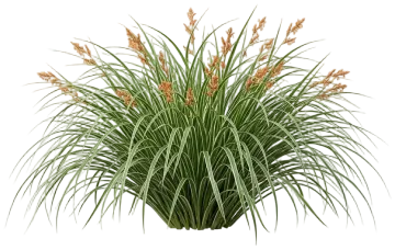 Feather Falls Sedge cut-out illustration