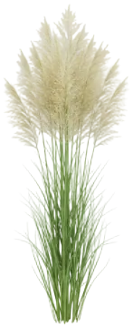 Feather Reed Grass cut-out illustration