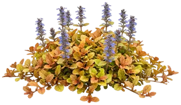 Feathered Friends Fancy Finch Ajuga cut-out illustration