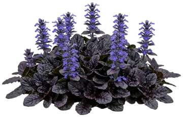 Feathered Friends Fierce Falcon Ajuga cut-out illustration