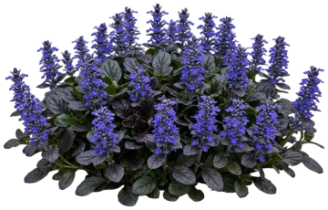 Feathered Friends Noble Nightingale Ajuga cut-out illustration