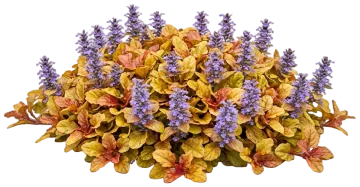 Feathered Friends Parrot Paradise Ajuga cut-out illustration