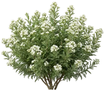 Fernbush cut-out illustration