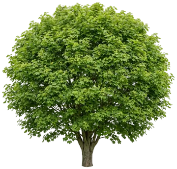 Field Maple cut-out illustration