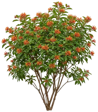 Firebush cut-out illustration