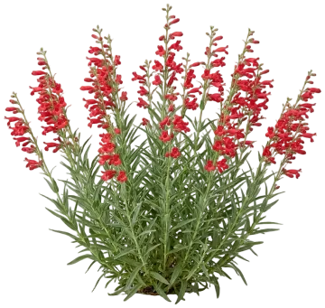 Firecracker Penstemon cut-out illustration