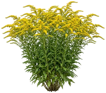Fireworks Goldenrod cut-out illustration