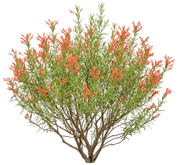 Flame Acanthus cut-out illustration