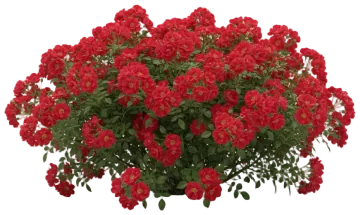 Flower Carpet Rose cut-out illustration
