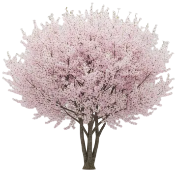 Flowering Cherry cut-out illustration