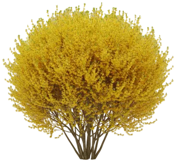 Forsythia cut-out illustration