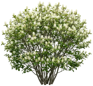 Mount Airy Fothergilla cut-out illustration