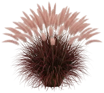 Purple Fountain Grass cut-out illustration