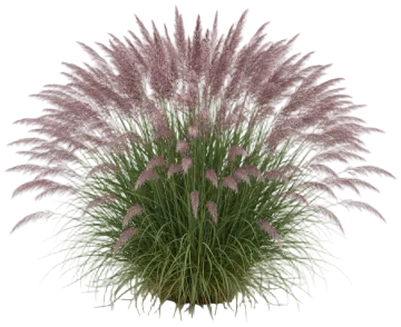 Moudry (Black Fountain Grass) cut-out illustration