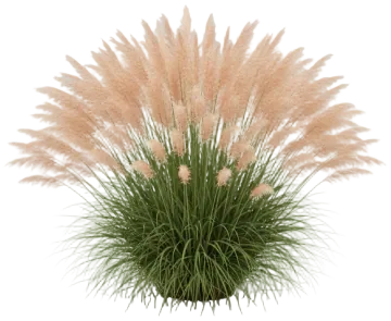 Fountain Grass cut-out illustration