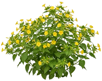 Yellow Four O'Clock cut-out illustration