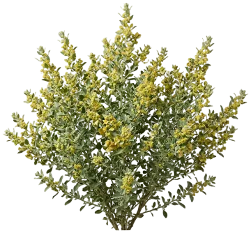 Fourwing Saltbush cut-out illustration