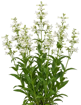 Foxglove Beardtongue cut-out illustration