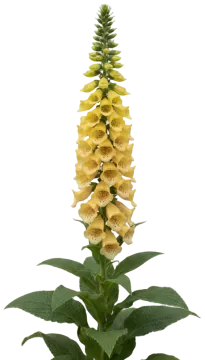 Yellow Foxglove cut-out illustration