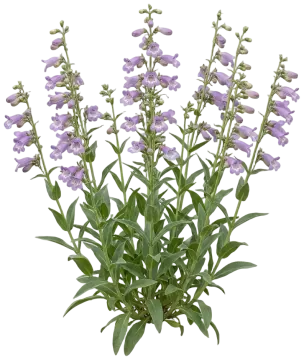Foxglove Penstemon cut-out illustration