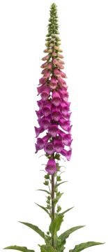Common Foxglove cut-out illustration