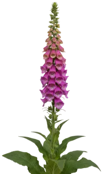 Foxglove cut-out illustration